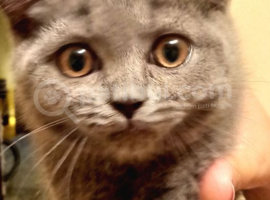 4 Aylık Dişi British Shorthair görsel