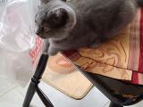 4 Aylık Dişi British Shorthair