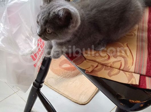 4 Aylık Dişi British Shorthair görsel