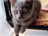 4 Aylık Dişi British Shorthair