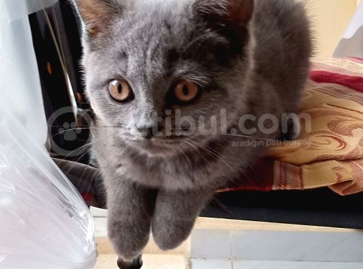4 Aylık Dişi British Shorthair görsel