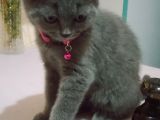 4 Aylık Dişi British Shorthair