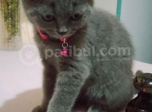 4 Aylık Dişi British Shorthair görsel