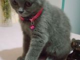 4 Aylık Dişi British Shorthair
