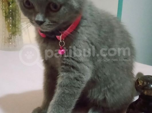 4 Aylık Dişi British Shorthair görsel