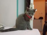 4 aylık Dişi British Shorthair