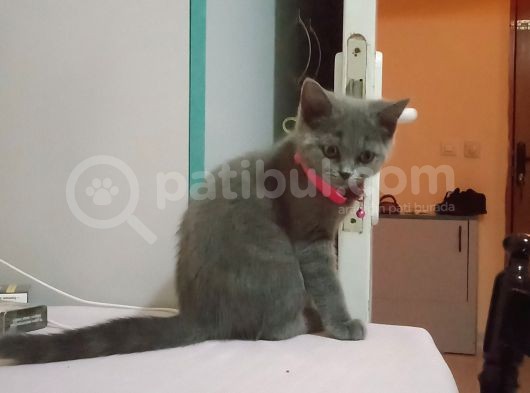 4 Aylık Dişi British Shorthair