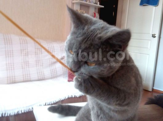Gri̇ Ni̇n En Güzeli̇ Deli̇kanlimi Vermek Zorundayim görsel
