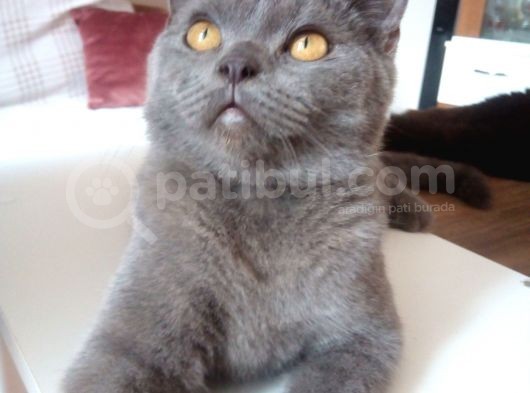 Gri̇ Ni̇n En Güzeli̇ Deli̇kanlimi Vermek Zorundayim görsel