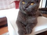 Gri̇ Ni̇n En Güzeli̇ Deli̇kanlimi Vermek Zorundayim