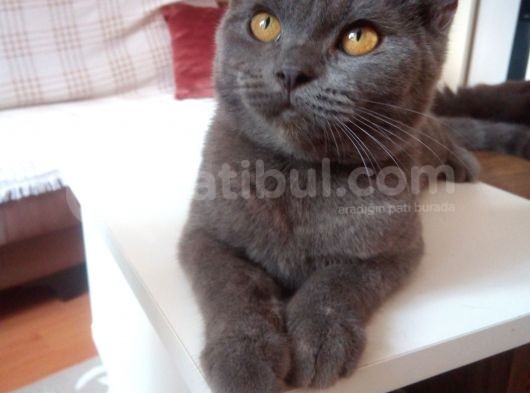 Gri̇ Ni̇n En Güzeli̇ Deli̇kanlimi Vermek Zorundayim görsel