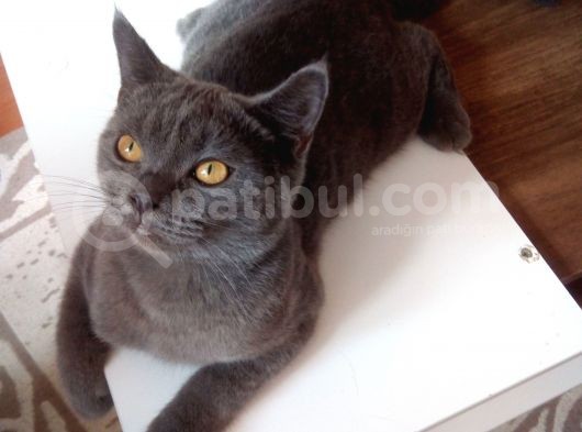 Gri̇ Ni̇n En Güzeli̇ Deli̇kanlimi Vermek Zorundayim görsel
