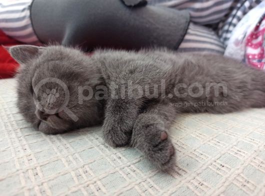 Yavru Di̇şi̇ Bri̇ti̇sh Shorthai̇r Kedi̇ görsel