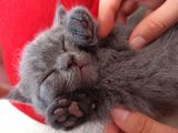 Yavru Di̇şi̇ Bri̇ti̇sh Shorthai̇r Kedi̇