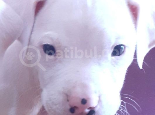 Safkan A Secere Dogo Argentino Yavrularimiz