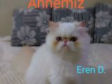 Egzotik Kedimin Yavruları