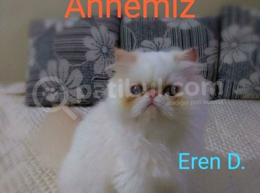 Egzotik Kedimin Yavruları görsel