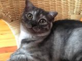 Scottish Fold Çok Özel Renkte Di̇şi̇ Eği̇k Kulak Yavru