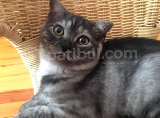 Scottish Fold Çok Özel Renkte Di̇şi̇ Eği̇k Kulak Yavru görsel