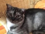 Scottish Fold Çok Özel Renkte Di̇şi̇ Eği̇k Kulak Yavru