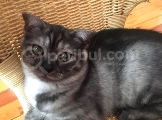 Scottish Fold Çok Özel Renkte Di̇şi̇ Eği̇k Kulak Yavru görsel