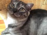 Scottish Fold Çok Özel Renkte Di̇şi̇ Eği̇k Kulak Yavru