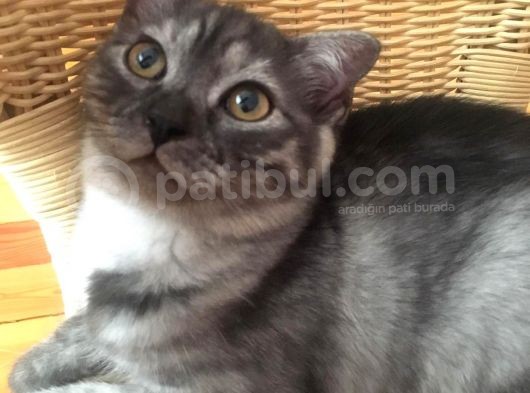 Scottish Fold Çok Özel Renkte Di̇şi̇ Eği̇k Kulak Yavru görsel