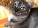 Scottish Fold Çok Özel Renkte Di̇şi̇ Eği̇k Kulak Yavru