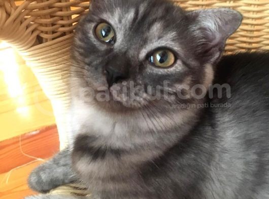 Scottish Fold Çok Özel Renkte Di̇şi̇ Eği̇k Kulak Yavru