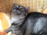 Scottish Fold Çok Özel Renkte Di̇şi̇ Eği̇k Kulak Yavru