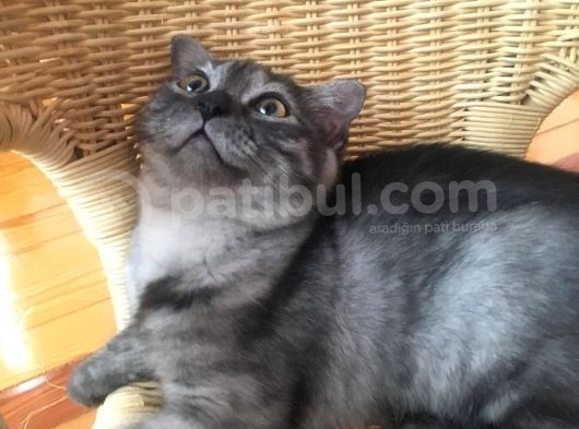 Scottish Fold Çok Özel Renkte Di̇şi̇ Eği̇k Kulak Yavru görsel