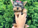0 Numara Dişi Yorkshire Terrier Yavrumuz