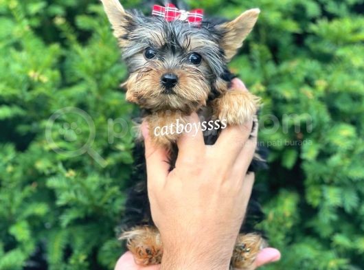 0 Numara Dişi Yorkshire Terrier Yavrumuz görsel
