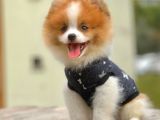 Party Color Nadir Renk Pomeranian