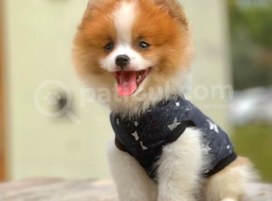 Party Color Nadir Renk Pomeranian
