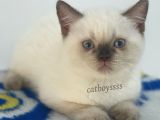 Çikolata Point British Shorthair Erkek Yavrumuz