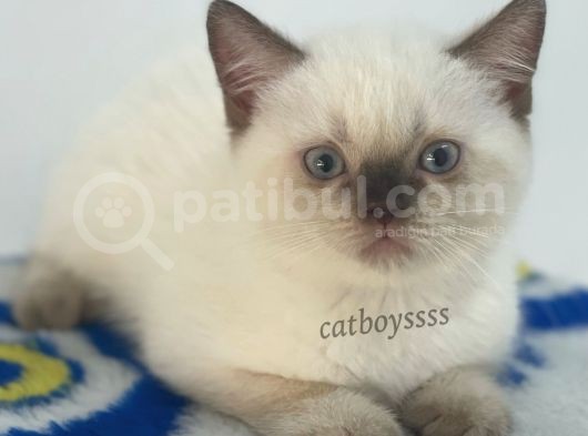 Çikolata Point British Shorthair Erkek Yavrumuz görsel
