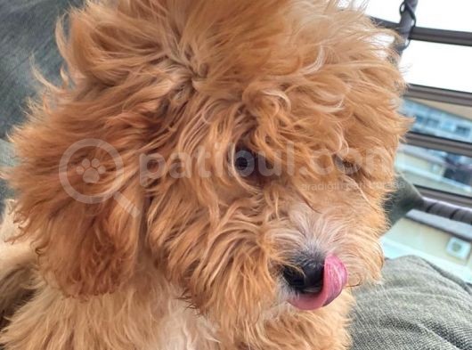 4 Aylık Erkek Toy Poodle Evladımız