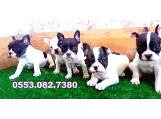 French Bulldog Yavrular İzmi̇r
