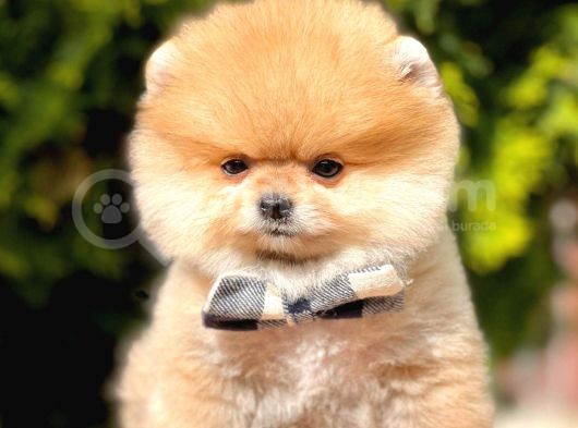 Safkan Pomerani̇an Boo Yavrularimiz görsel