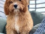 4 Aylık Erkek Toy Poodle Evladımız