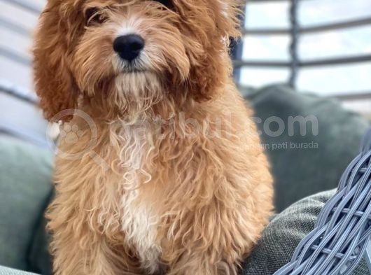4 Aylık Erkek Toy Poodle Evladımız görsel