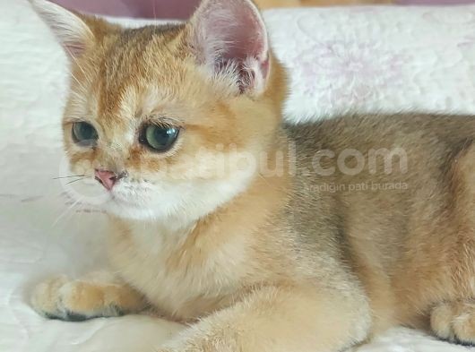 Teslime Hazir Scottish Fold Ve Straith Bebekler görsel