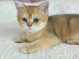 Teslime Hazir Scottish Fold Ve Straith Bebekler