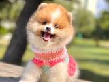 Safkan Pomerani̇an Boo Yavrularimiz