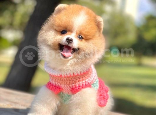 Safkan Pomerani̇an Boo Yavrularimiz görsel