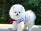 Safkan Pomerani̇an Boo Yavrularimiz