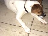 İzmirde 3.5 Aylık Erkek, Anne Baba Jack Russell, Aşılar Tamam