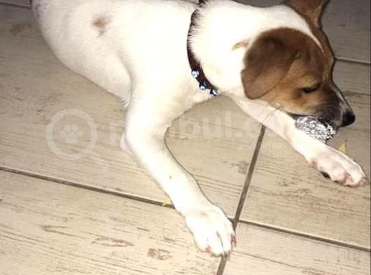 İzmirde 3.5 Aylık Erkek, Anne Baba Jack Russell, Aşılar Tamam görsel