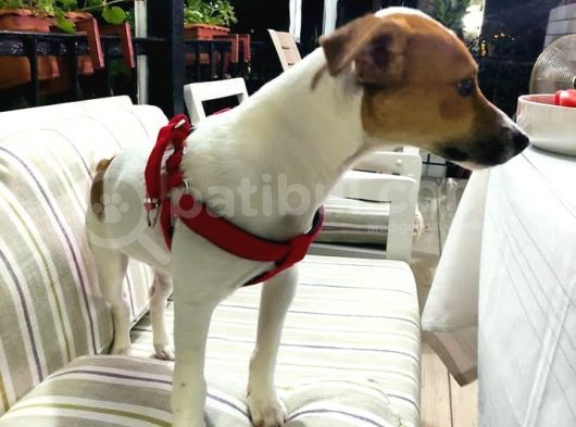 İzmirde 3.5 Aylık Erkek, Anne Baba Jack Russell, Aşılar Tamam görsel